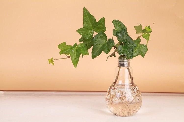 Glass Bulb Hanging Vase Hydroponic Plant Decorative Home Wedding
